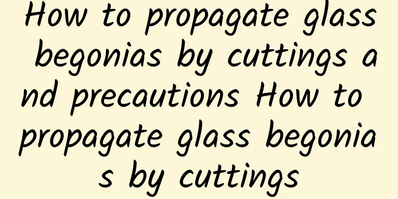 How to propagate glass begonias by cuttings and precautions How to propagate glass begonias by cuttings