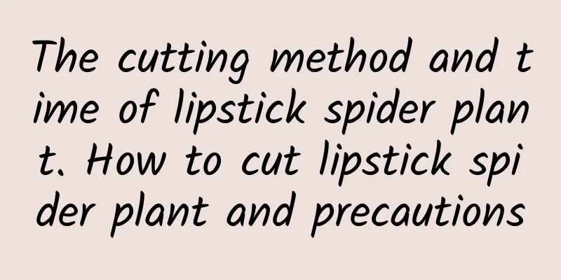 The cutting method and time of lipstick spider plant. How to cut lipstick spider plant and precautions
