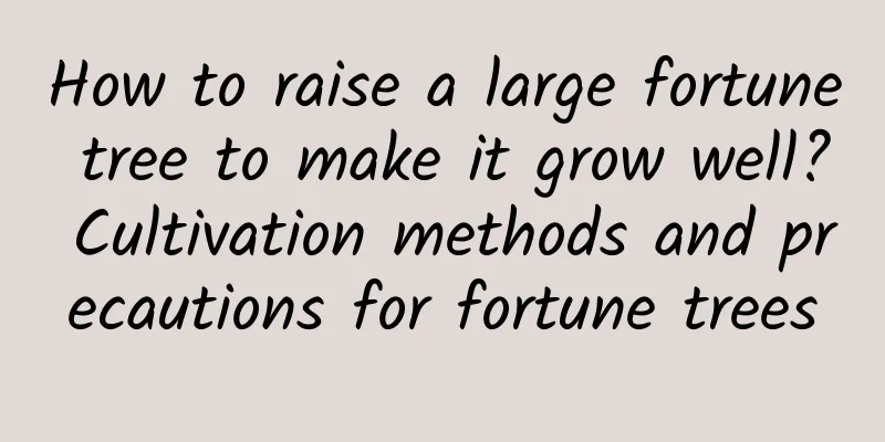 How to raise a large fortune tree to make it grow well? Cultivation methods and precautions for fortune trees