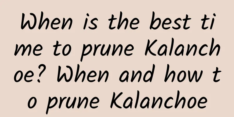 When is the best time to prune Kalanchoe? When and how to prune Kalanchoe