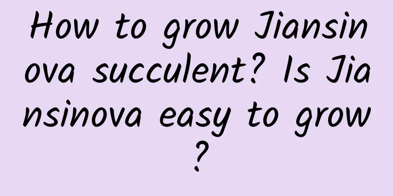 How to grow Jiansinova succulent? Is Jiansinova easy to grow?