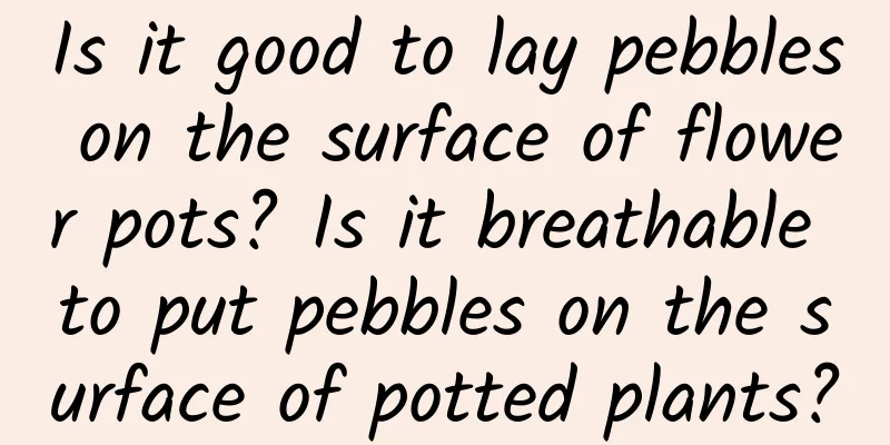 Is it good to lay pebbles on the surface of flower pots? Is it breathable to put pebbles on the surface of potted plants?