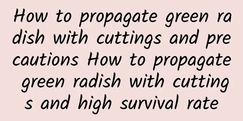 How to propagate green radish with cuttings and precautions How to propagate green radish with cuttings and high survival rate