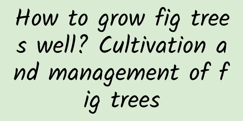 How to grow fig trees well? Cultivation and management of fig trees