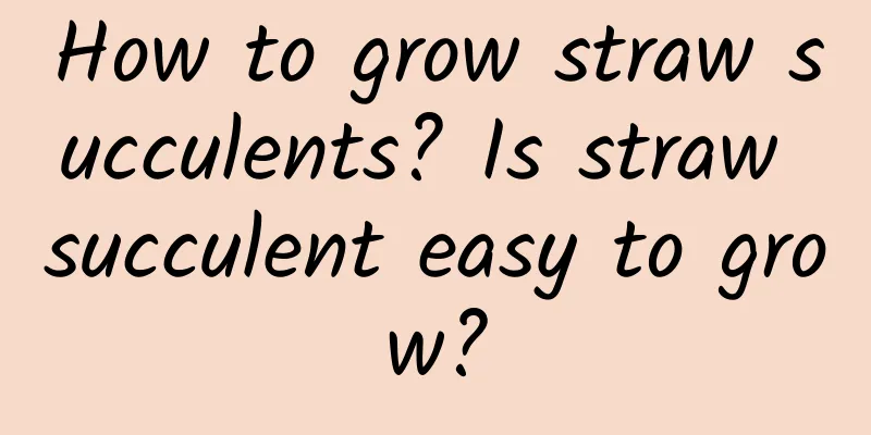 How to grow straw succulents? Is straw succulent easy to grow?