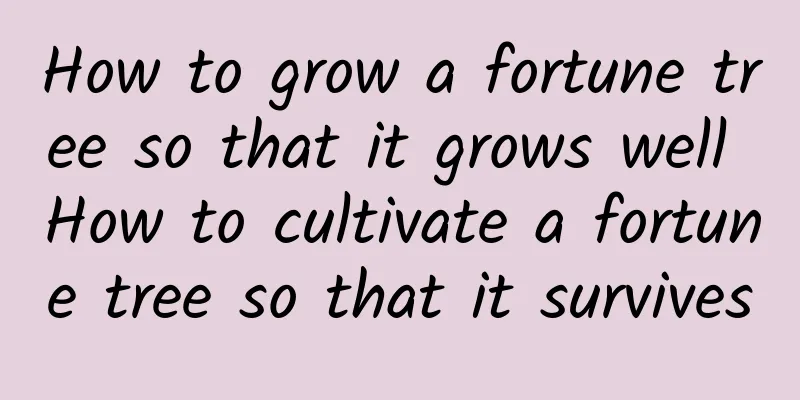 How to grow a fortune tree so that it grows well How to cultivate a fortune tree so that it survives