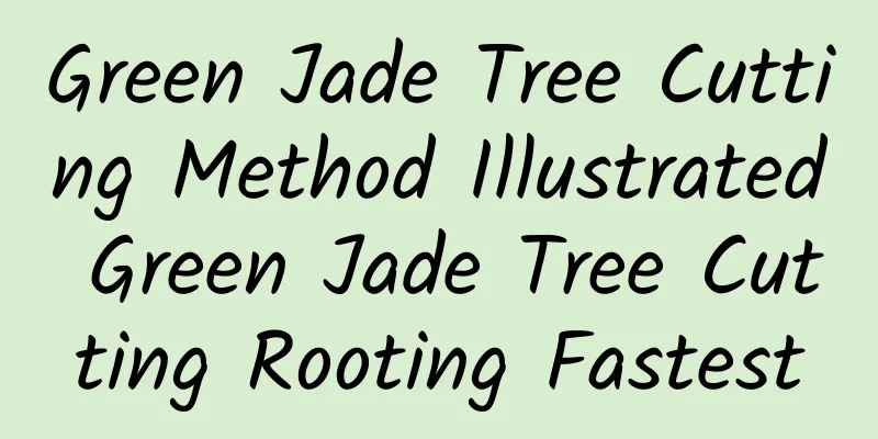 Green Jade Tree Cutting Method Illustrated Green Jade Tree Cutting Rooting Fastest