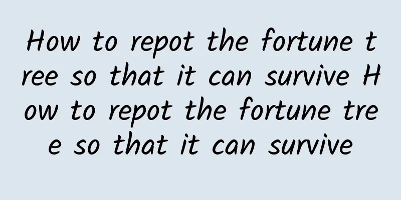 How to repot the fortune tree so that it can survive How to repot the fortune tree so that it can survive