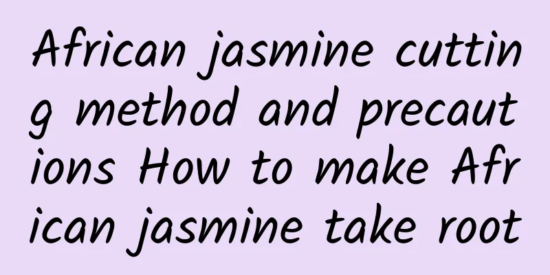 African jasmine cutting method and precautions How to make African jasmine take root