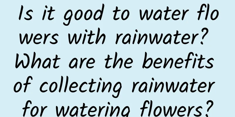 Is it good to water flowers with rainwater? What are the benefits of collecting rainwater for watering flowers?
