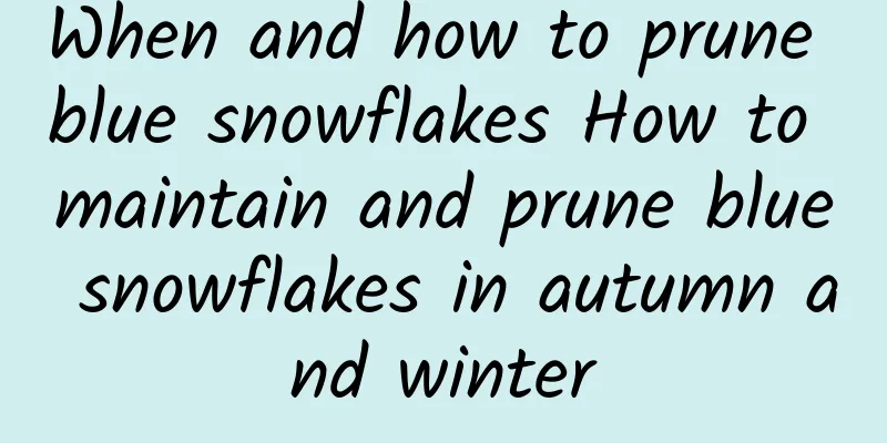 When and how to prune blue snowflakes How to maintain and prune blue snowflakes in autumn and winter