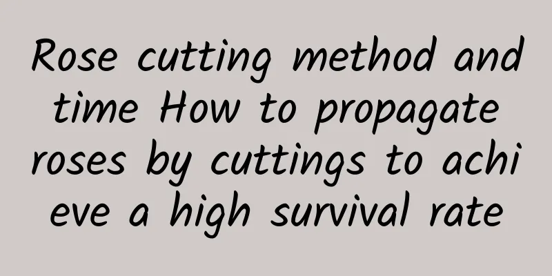 Rose cutting method and time How to propagate roses by cuttings to achieve a high survival rate
