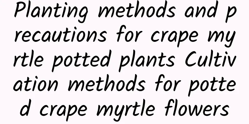 Planting methods and precautions for crape myrtle potted plants Cultivation methods for potted crape myrtle flowers