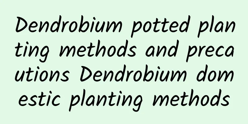 Dendrobium potted planting methods and precautions Dendrobium domestic planting methods