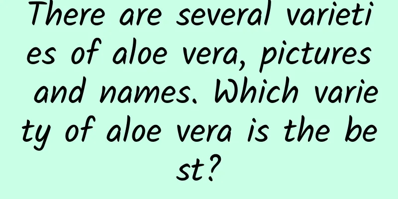 There are several varieties of aloe vera, pictures and names. Which variety of aloe vera is the best?