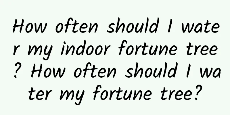 How often should I water my indoor fortune tree? How often should I water my fortune tree?