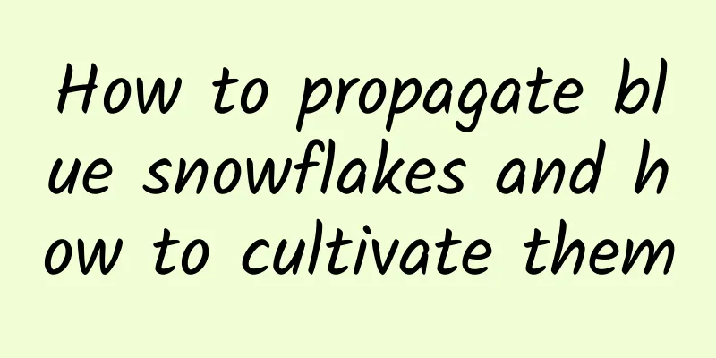 How to propagate blue snowflakes and how to cultivate them