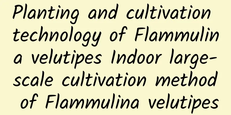 Planting and cultivation technology of Flammulina velutipes Indoor large-scale cultivation method of Flammulina velutipes