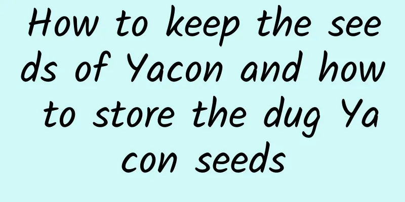 How to keep the seeds of Yacon and how to store the dug Yacon seeds