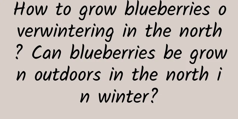 How to grow blueberries overwintering in the north? Can blueberries be grown outdoors in the north in winter?