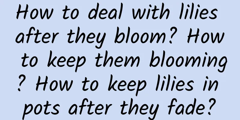 How to deal with lilies after they bloom? How to keep them blooming? How to keep lilies in pots after they fade?