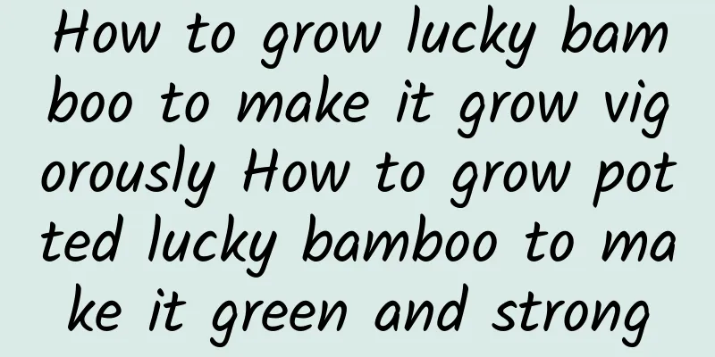 How to grow lucky bamboo to make it grow vigorously How to grow potted lucky bamboo to make it green and strong