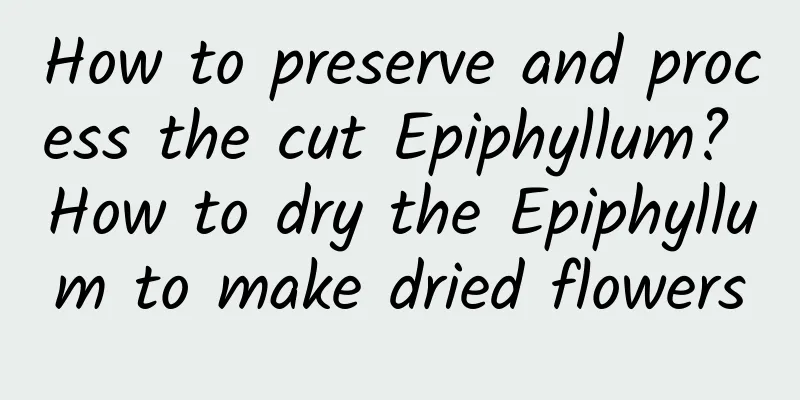 How to preserve and process the cut Epiphyllum? How to dry the Epiphyllum to make dried flowers