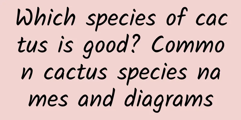 Which species of cactus is good? Common cactus species names and diagrams