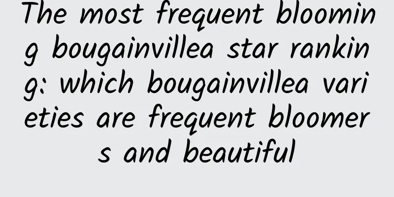 The most frequent blooming bougainvillea star ranking: which bougainvillea varieties are frequent bloomers and beautiful