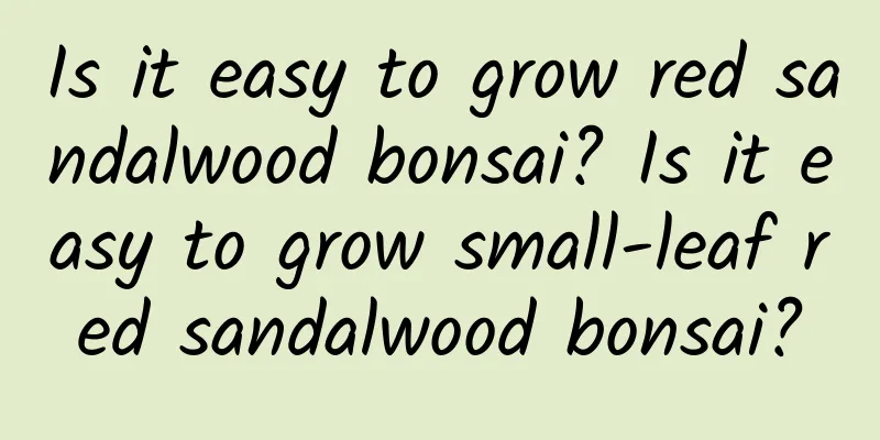 Is it easy to grow red sandalwood bonsai? Is it easy to grow small-leaf red sandalwood bonsai?