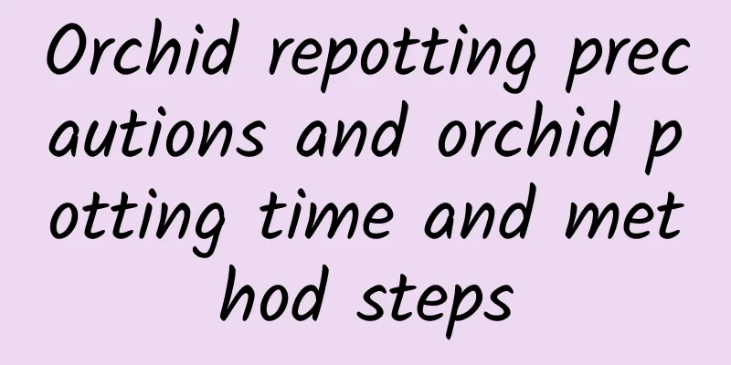Orchid repotting precautions and orchid potting time and method steps