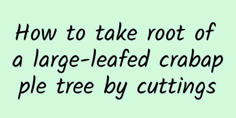 How to take root of a large-leafed crabapple tree by cuttings