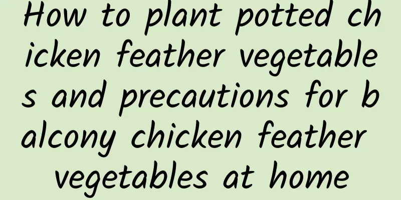 How to plant potted chicken feather vegetables and precautions for balcony chicken feather vegetables at home