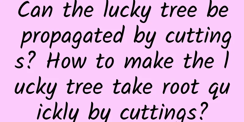 Can the lucky tree be propagated by cuttings? How to make the lucky tree take root quickly by cuttings?