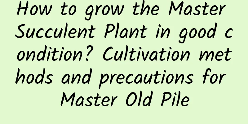 How to grow the Master Succulent Plant in good condition? Cultivation methods and precautions for Master Old Pile