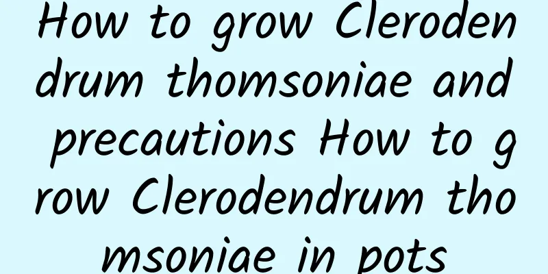 How to grow Clerodendrum thomsoniae and precautions How to grow Clerodendrum thomsoniae in pots