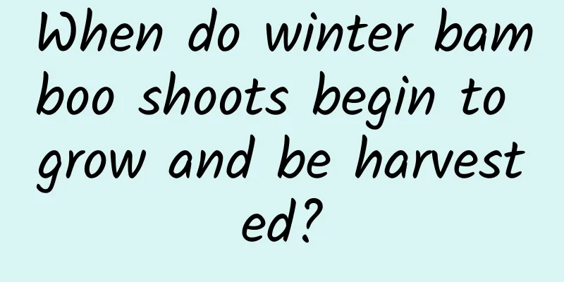 When do winter bamboo shoots begin to grow and be harvested?