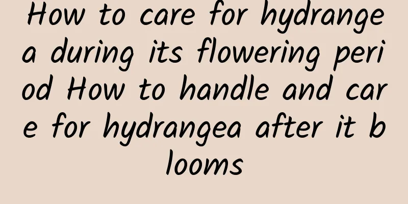 How to care for hydrangea during its flowering period How to handle and care for hydrangea after it blooms