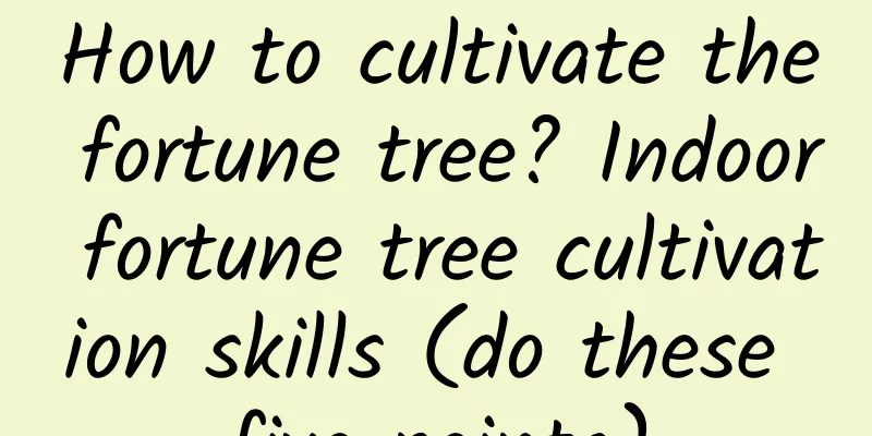 How to cultivate the fortune tree? Indoor fortune tree cultivation skills (do these five points)
