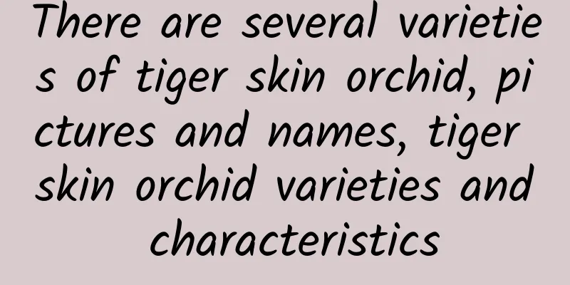 There are several varieties of tiger skin orchid, pictures and names, tiger skin orchid varieties and characteristics