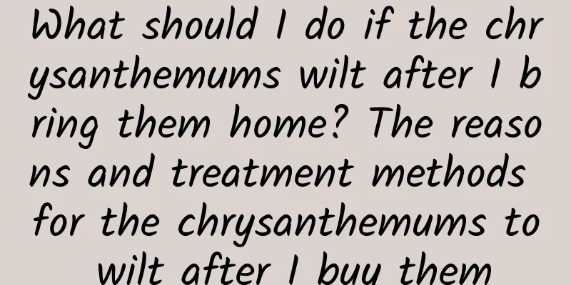 What should I do if the chrysanthemums wilt after I bring them home? The reasons and treatment methods for the chrysanthemums to wilt after I buy them