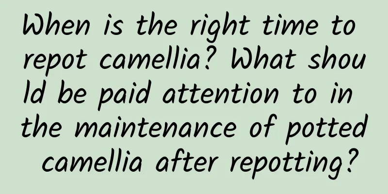 When is the right time to repot camellia? What should be paid attention to in the maintenance of potted camellia after repotting?
