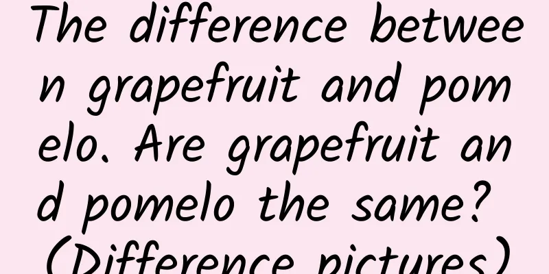 The difference between grapefruit and pomelo. Are grapefruit and pomelo the same? (Difference pictures)