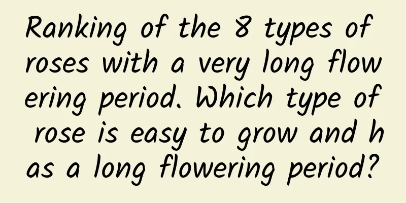 Ranking of the 8 types of roses with a very long flowering period. Which type of rose is easy to grow and has a long flowering period?
