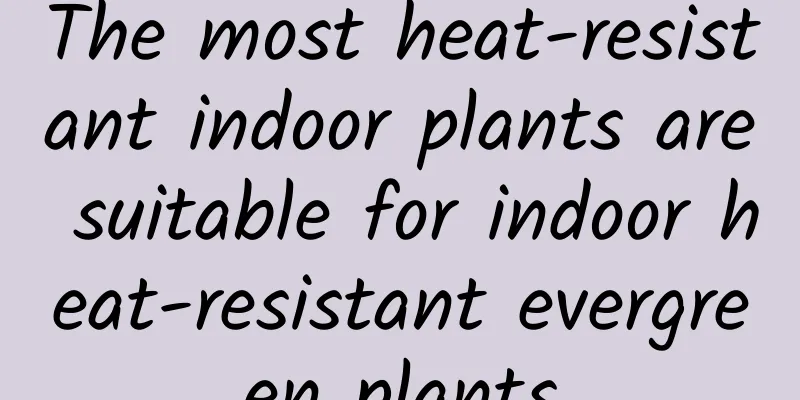 The most heat-resistant indoor plants are suitable for indoor heat-resistant evergreen plants