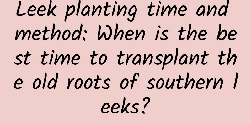Leek planting time and method: When is the best time to transplant the old roots of southern leeks?