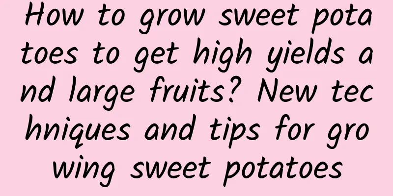 How to grow sweet potatoes to get high yields and large fruits? New techniques and tips for growing sweet potatoes