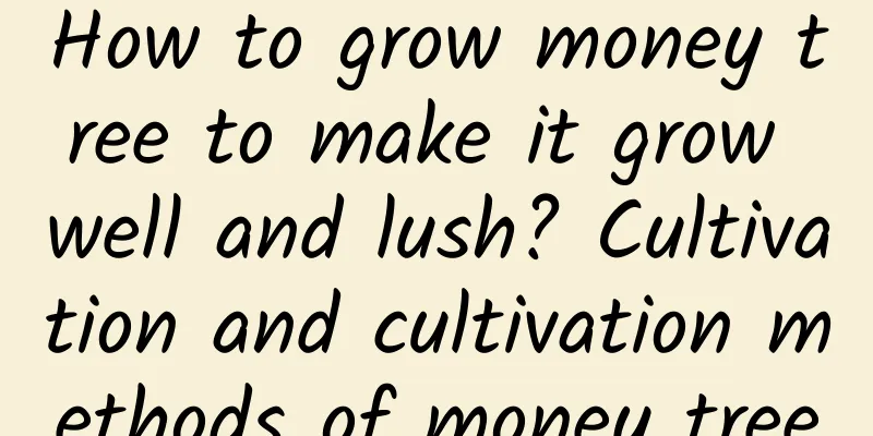 How to grow money tree to make it grow well and lush? Cultivation and cultivation methods of money tree