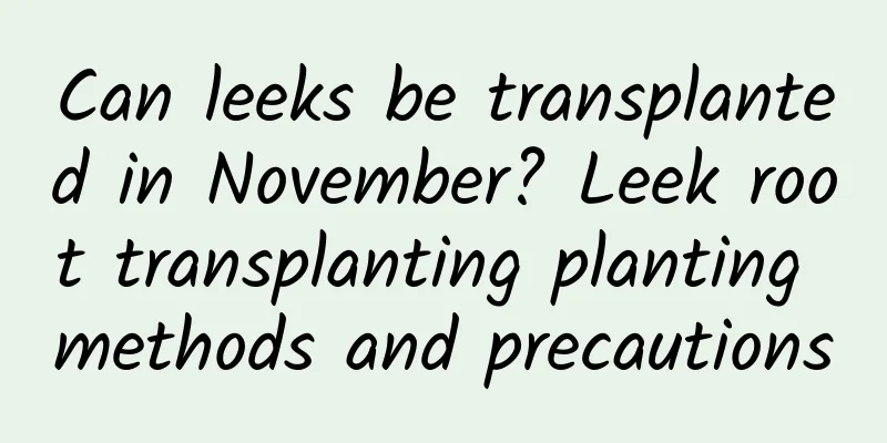 Can leeks be transplanted in November? Leek root transplanting planting methods and precautions
