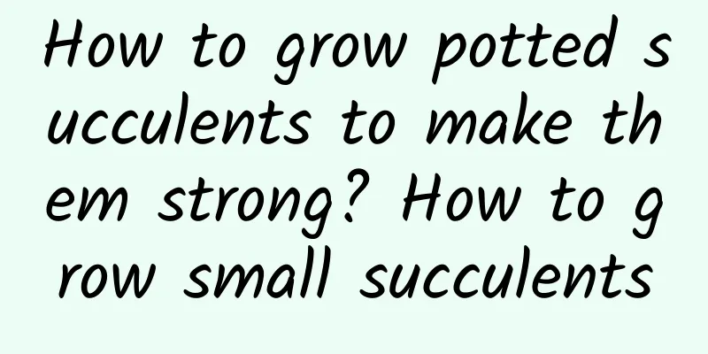 How to grow potted succulents to make them strong? How to grow small succulents